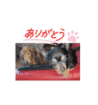 初！Chappy, Coo, Choco 動くスタンプ（個別スタンプ：8）