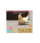 かわいい仲間たち5963（個別スタンプ：1）