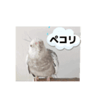 かわいい仲間たち5963（個別スタンプ：13）