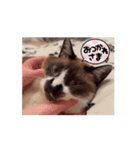 ランマカテトシリサワーベアー（個別スタンプ：8）