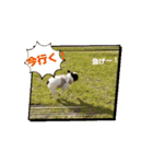 フレブルいちの日常（個別スタンプ：3）