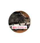 にゃんこのゆるっとスタンプ（個別スタンプ：6）