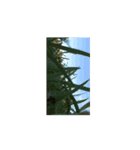 33or45（個別スタンプ：15）