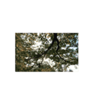 33or45（個別スタンプ：16）