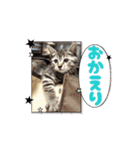 ちょびのスタンプ1（個別スタンプ：7）