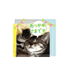 ちょびのスタンプ1（個別スタンプ：8）