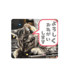 ちょびのスタンプ1（個別スタンプ：11）