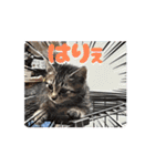 ちょびのスタンプ1（個別スタンプ：13）
