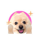動く♡なまらめんこい♡ポメラニアン（個別スタンプ：1）
