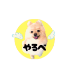 動く♡なまらめんこい♡ポメラニアン（個別スタンプ：8）