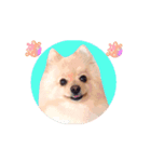 動く♡なまらめんこい♡ポメラニアン（個別スタンプ：12）