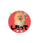 動く♡なまらめんこい♡ポメラニアン（個別スタンプ：15）