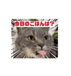 ねこ様スタンプ5（個別スタンプ：1）