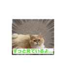 ねこ様スタンプ5（個別スタンプ：2）