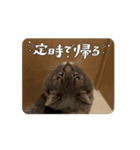 ねこ様スタンプ5（個別スタンプ：3）