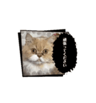 ねこ様スタンプ5（個別スタンプ：4）