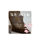 ねこ様スタンプ5（個別スタンプ：5）