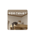 ねこ様スタンプ5（個別スタンプ：6）