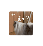 ねこ様スタンプ5（個別スタンプ：7）