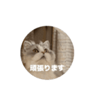 ねこ様スタンプ5（個別スタンプ：8）