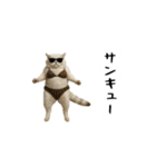 お猫様の吹き出しスタンプ9（個別スタンプ：20）