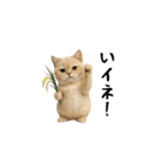 面白にゃんこ(ダジャレ2)（個別スタンプ：2）