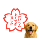 ゴールデンレトリバー☆よくできました！（個別スタンプ：1）