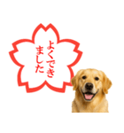 ゴールデンレトリバー☆よくできました！（個別スタンプ：2）