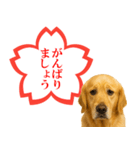 ゴールデンレトリバー☆よくできました！（個別スタンプ：3）