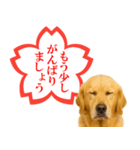 ゴールデンレトリバー☆よくできました！（個別スタンプ：4）