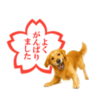 ゴールデンレトリバー☆よくできました！（個別スタンプ：5）