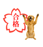 ゴールデンレトリバー☆よくできました！（個別スタンプ：6）