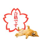 ゴールデンレトリバー☆よくできました！（個別スタンプ：7）