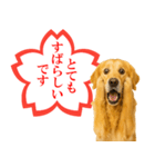 ゴールデンレトリバー☆よくできました！（個別スタンプ：10）