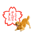 ゴールデンレトリバー☆よくできました！（個別スタンプ：11）