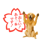 ゴールデンレトリバー☆よくできました！（個別スタンプ：12）