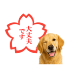 ゴールデンレトリバー☆よくできました！（個別スタンプ：13）