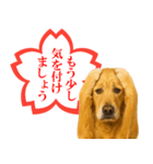 ゴールデンレトリバー☆よくできました！（個別スタンプ：14）