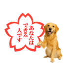 ゴールデンレトリバー☆よくできました！（個別スタンプ：16）
