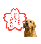 ゴールデンレトリバー☆よくできました！（個別スタンプ：17）
