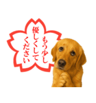 ゴールデンレトリバー☆よくできました！（個別スタンプ：19）