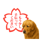 ゴールデンレトリバー☆よくできました！（個別スタンプ：20）