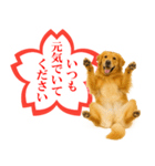 ゴールデンレトリバー☆よくできました！（個別スタンプ：21）