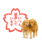 ゴールデンレトリバー☆よくできました！（個別スタンプ：22）