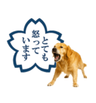 ゴールデンレトリバー☆よくできました！（個別スタンプ：24）