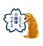 ゴールデンレトリバー☆よくできました！（個別スタンプ：25）