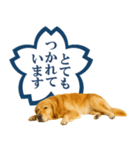 ゴールデンレトリバー☆よくできました！（個別スタンプ：26）