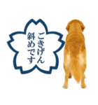ゴールデンレトリバー☆よくできました！（個別スタンプ：27）