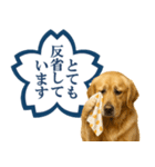 ゴールデンレトリバー☆よくできました！（個別スタンプ：28）
