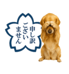 ゴールデンレトリバー☆よくできました！（個別スタンプ：29）